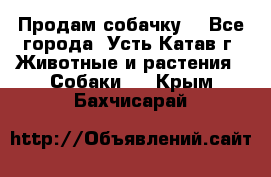 Продам собачку  - Все города, Усть-Катав г. Животные и растения » Собаки   . Крым,Бахчисарай